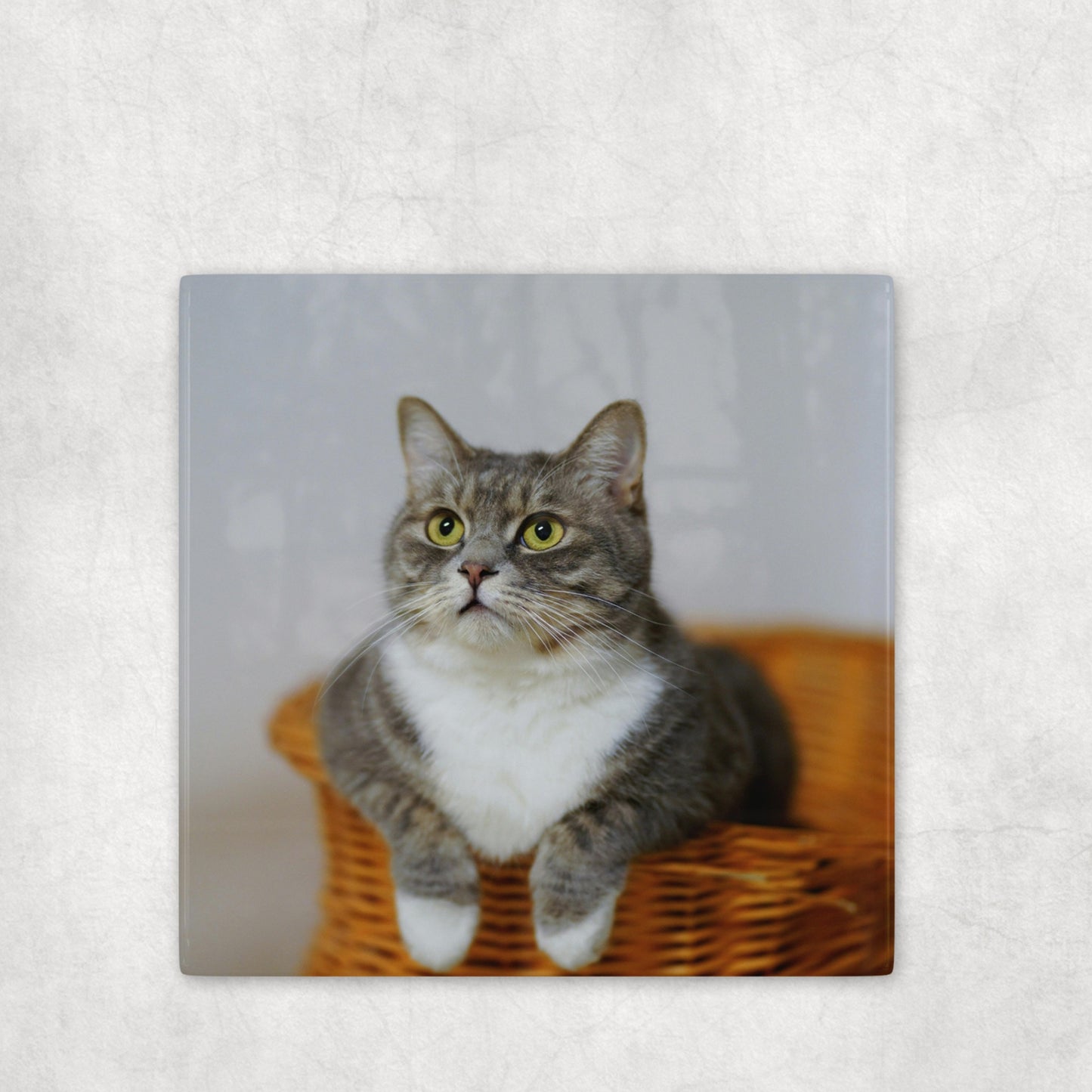 Personalized Pet Photo Coasters