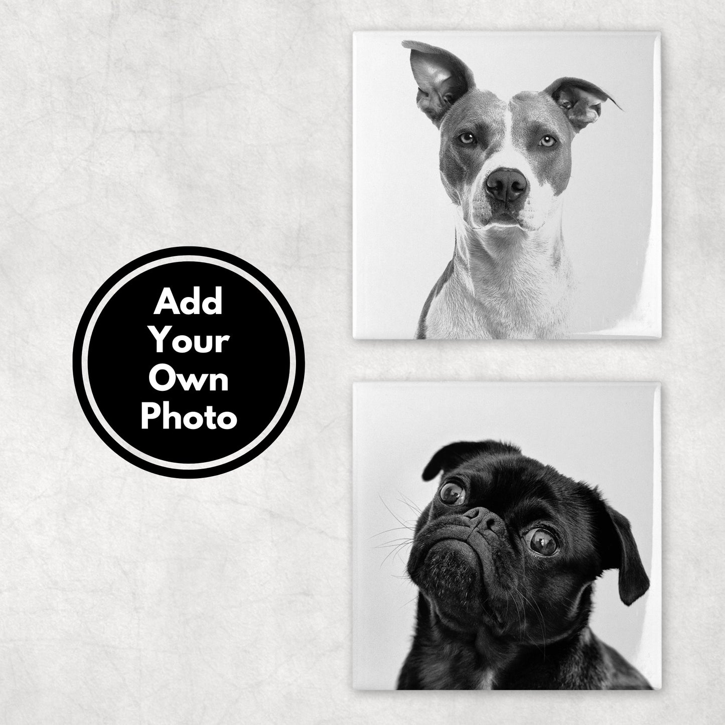 Custom Pet Photo Coasters